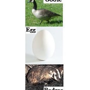 Goose, Egg, Badger