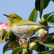 Warbling White-Eye