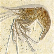 Solnhofener Plattenkalk