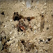 Bones: "The Woman in the Sand" (S2,E8)