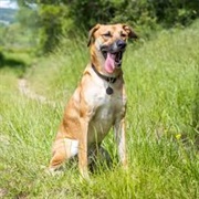 Black Mouth Cur Dog