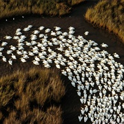 White Pelicans, Mississippi (Annie Griffiths)