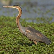 Selva Pisana Biosphere Reserve, Italy