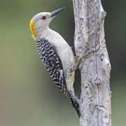 Yellow-Headed Woodpecker