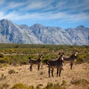 Gouritz Cluster Biosphere Reserve, South Africa