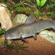 Pesce Gatto Nebuloso