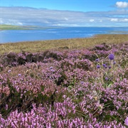 Purple Heather