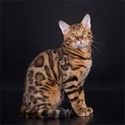 Bengal Cat