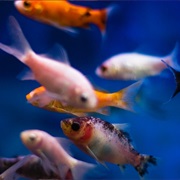 S27.E5: Commercial Drones, Aquarium Fish, Runway Cleaners, Shuttlecocks