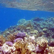 Toliara Coral Reef