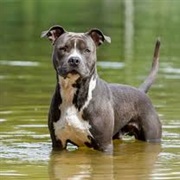 American Staffordshire Terrier