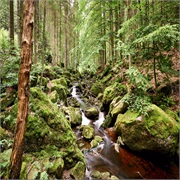 Nationalpark Bayerische Wald