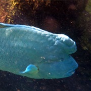 Double-Headed Wrasse