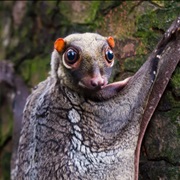 Colugo (Flying Lemur)