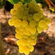 Cherimola Blan Grapes