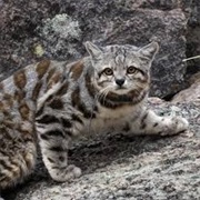 Andean Cat