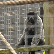 The Monkey Sanctuary