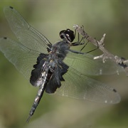Black Saddlebags Dragonfly