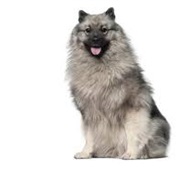 Keeshond