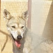 Arabian Wolf