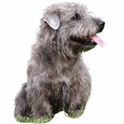 Glen of Imaal Terrier