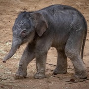 Baby Elephant