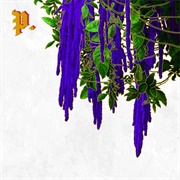 The Great American Novel (Proper.)