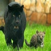 Melanistic Jaguar