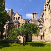 Newton's Apple Tree, Trinity College