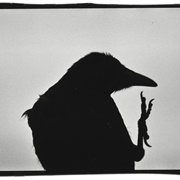 From the Solitude of Ravens (Masashisa Fukase)