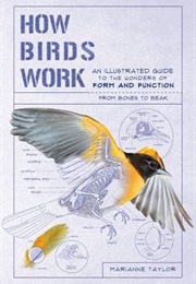 How Birds Work (Marianne Taylor)