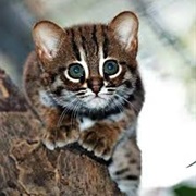 Rusty-Spotted Cat
