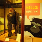 Bristol Museum Natural History Collection