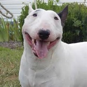 Miniature Bull Terrier