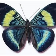 Prola Beauty Butterfly