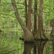 Big Thicket Biosphere Reserve, Texas, USA
