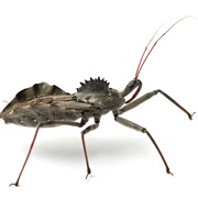 Wheel Bug