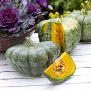 Queensland Blue Squash