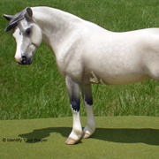 Welsh Mare