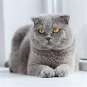 Scottish Fold Cat