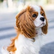 English Toy Spaniel