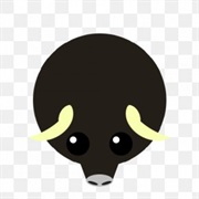 Muskox