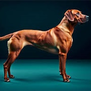 Rhodesian Ridgeback
