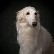 Silken Windhound