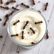 Ant Yogurt