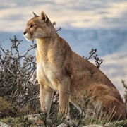 South American Cougar