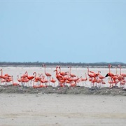 Inagua National Park
