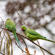 London's Rose-Ringed Parakeets
