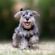Miniature Schnauzer