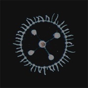 Luedji Luna - Um Mar Pra Cada Um,